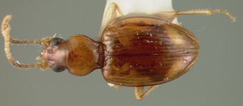 Media type: image;   Entomology 32153 Aspect: habitus dorsal view
